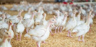 Животновъдите могат да разсрочат кредитите си до 10 януари 2020 г.