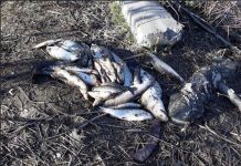 Предупреждават пловдивчани да не купуват сладководна риба