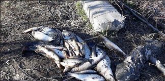 Предупреждават пловдивчани да не купуват сладководна риба