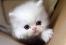 Арестуваха мъж за брутално насилие над котка в Габрово