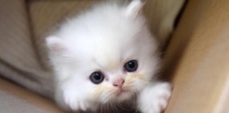 Арестуваха мъж за брутално насилие над котка в Габрово