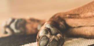 Жестокост: Мъж върза куче за кола и го влачи по улица в Ловешко