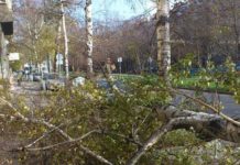 Клон падна върху мъж във Варна и му счупи прешлени