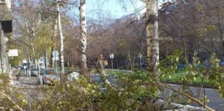 Клон се стовари върху баща и дете в Кърджали