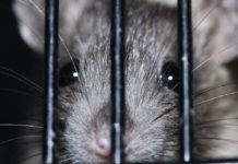 Праисторически плъх с човешки размери е бродил из Амазония преди 10 милиона години