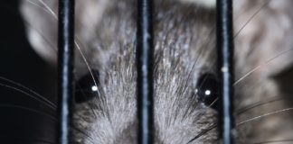 Праисторически плъх с човешки размери е бродил из Амазония преди 10 милиона години