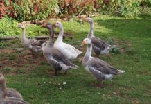 Избиха патиците от фермата край Раковски заради птичия грип