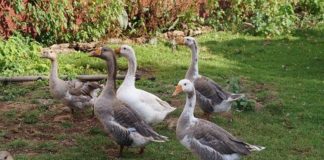 Избиха патиците от фермата край Раковски заради птичия грип