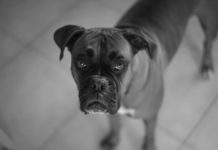 Питбули на крадци нахапаха градинар в Монтана