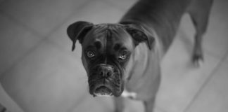 Питбули на крадци нахапаха градинар в Монтана