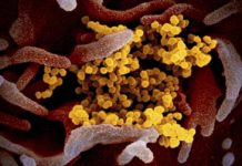 Пет са новите случаи на коронавирус в страната за последното денонощие