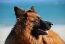 Втори случай на COVID-19 при куче