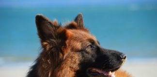 Втори случай на COVID-19 при куче