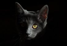 Полицията задържа мъж за убийство на котка