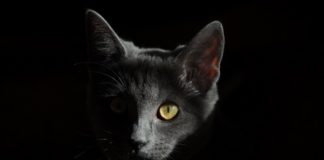 Полицията задържа мъж за убийство на котка