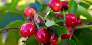 Шефът на стоковите борси: Вече има устойчив спад на цените на храните