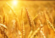 България пуска вноса на украинско зърно