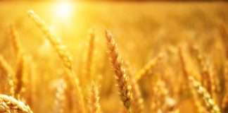 Очаква се реколта от 5 млн. тона пшеница, зърненият баланс e осигурен, хлябът няма да поскъпва
