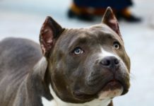 Двама мъже, нападнати от питбул в столичния кв. „Люлин“, са в реанимация