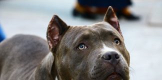 Мъж застреля питбул, след като нападна домашното му куче