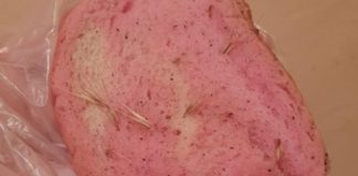 Убиват кучета с отровни филии хляб във Варна