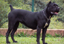 50-килограмово кане корсо нахапа жестоко 10-годишно момченце в Крън