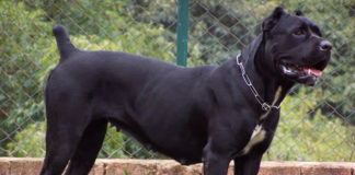 Прокуратурата разследва случая с нахапаното от куче дете в Крън