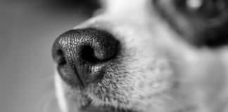 10-годишно дете е с опасност за живота, нахапано от азиатски вълкодав