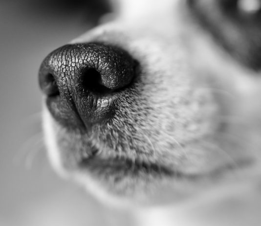 Домашно куче нахапа 5-годишно дете в Софийско