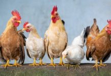 Избиват 250 000 кокошки в Асеновград заради птичи грип