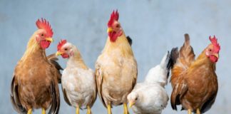 Избиват 250 000 кокошки в Асеновград заради птичи грип