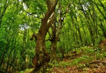 Работник отсече дърво, то падна върху него и го уби