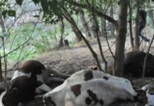 Отровите в кравите, умрели след водопой край Димитровград, превишават 50 пъти физиологичните норми