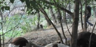 Отровите в кравите, умрели след водопой край Димитровград, превишават 50 пъти физиологичните норми