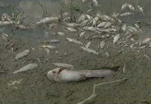 Стотици килограми умрели риби изплуваха по бреговете на Янтра