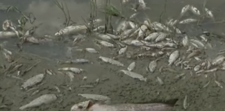 Стотици килограми умрели риби изплуваха по бреговете на Янтра