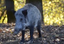 Нови случаи на африканска чума по свинете в Елхово