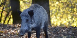 Нови случаи на африканска чума по свинете в Елхово