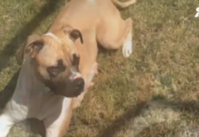 Дете с над 100 шева, след като бе жестоко нахапано от куче