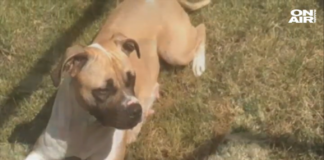 Дете с над 100 шева, след като бе жестоко нахапано от куче