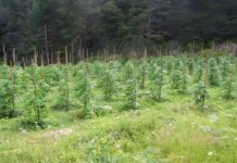 Гранични полицаи снимани със скрита камера да берат канабис