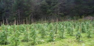 Гранични полицаи снимани със скрита камера да берат канабис