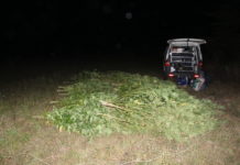 Разкриха наркоплантация във видинско село