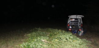 Разкриха наркоплантация във видинско село