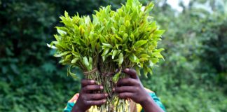 Задържаха 4 израелски момичета с наркотик кхат за 3 млн. лв. на летище Варна