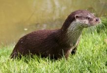 Глобиха мъж в Хасково, защото опитал да продаде препарирана видра