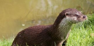 Глобиха мъж в Хасково, защото опитал да продаде препарирана видра