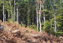 Гешев: Време е да спрем унищожението на уникалната българска природа!