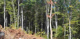 Гешев: Време е да спрем унищожението на уникалната българска природа!