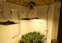 Полицията разкри наркооранжерия в Павликени